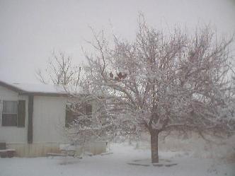A typical winter scene during our seasonal ice storms